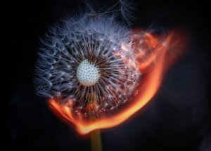 dandelion, flower, fire-7274177.jpg