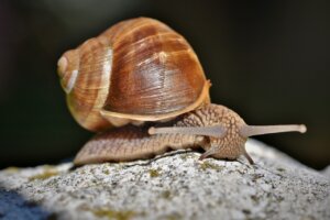 snail, shell, mollusc-4428838.jpg