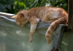 the cat, are you sleeping, reddish-2445486.jpg