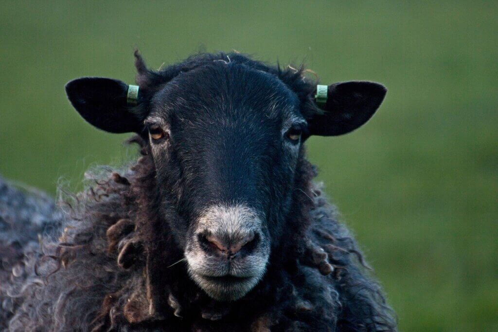 sheep, black sheep, wool-4074335.jpg